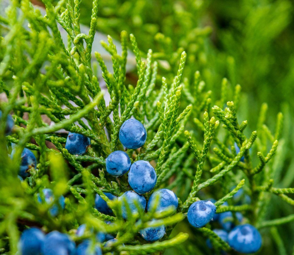 можжевельник