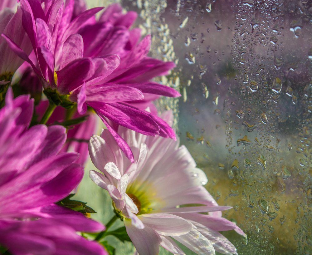 Цветы зимой на подоконнике.