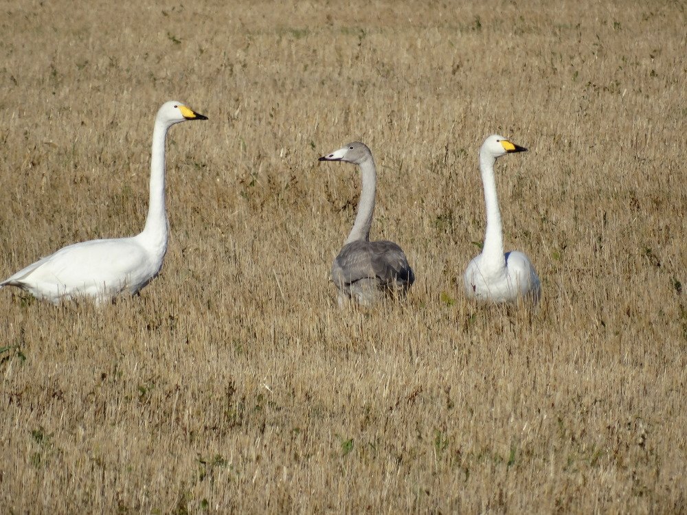 лебеди-кликуны
