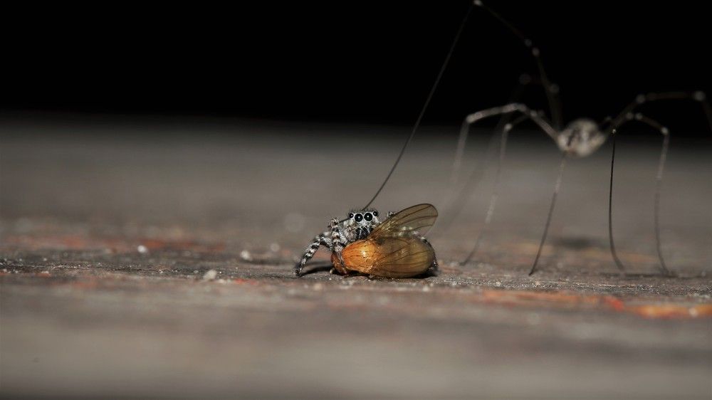 Незваный гость