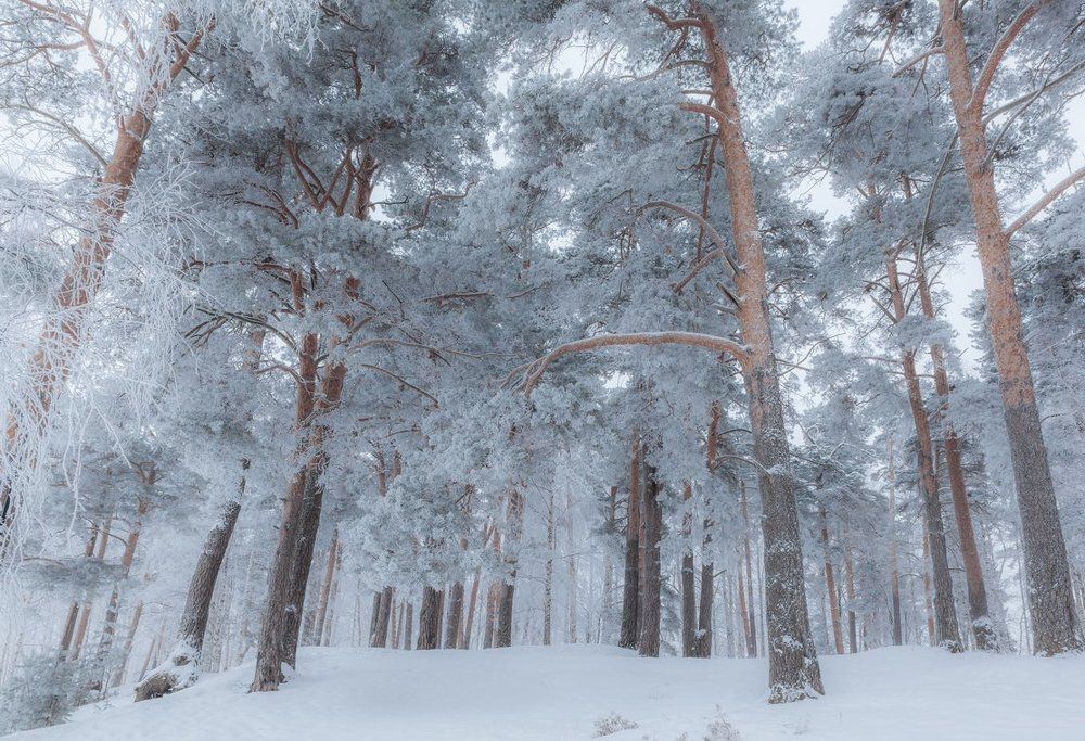 Сосновый бор