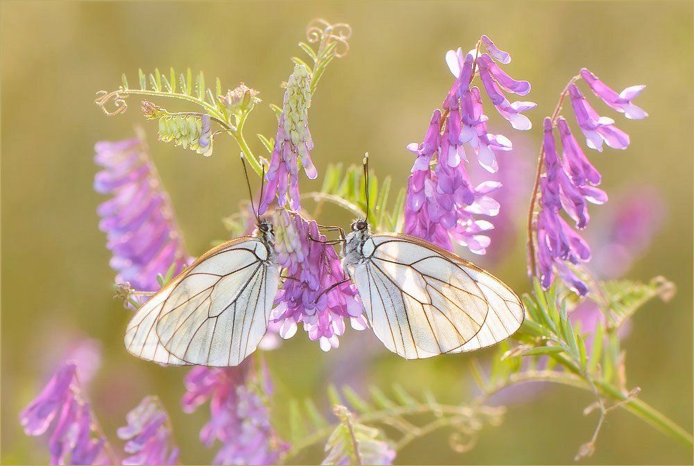"Утомлённые солнцем."