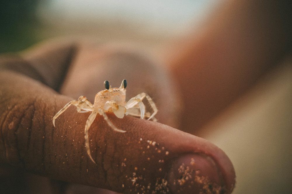 Бэби-краб