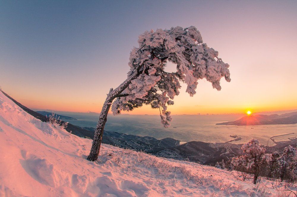 склоняясь к солнцу