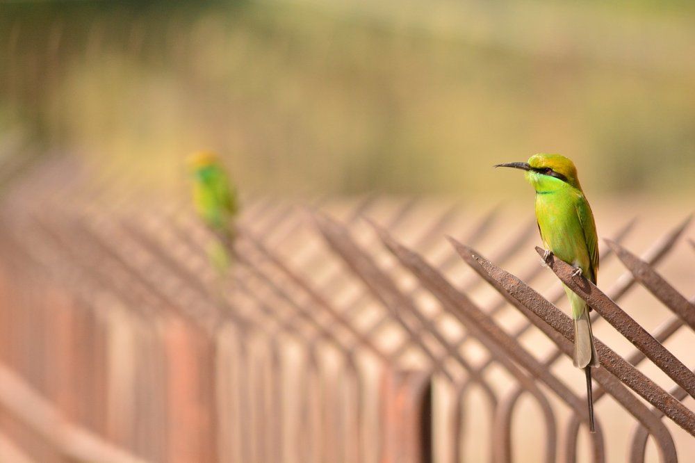 Жёлтые пташки