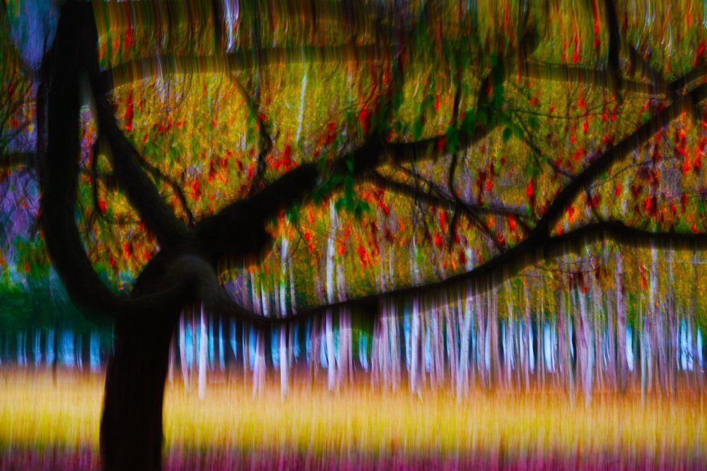 Chorus of birch 2016