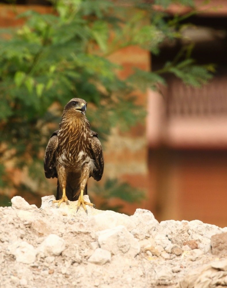 Black kite perched