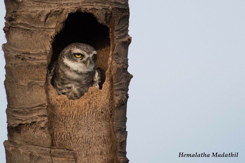 Spotted owlet