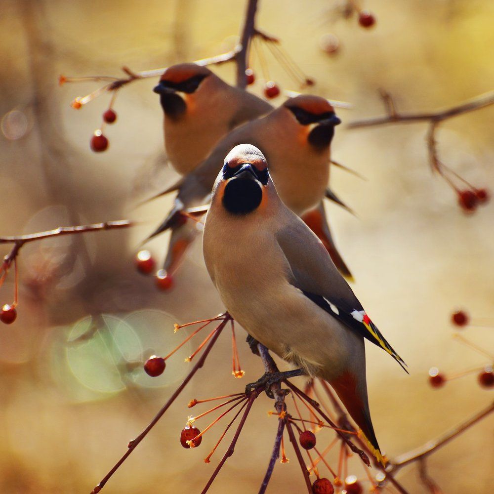 Свиристели