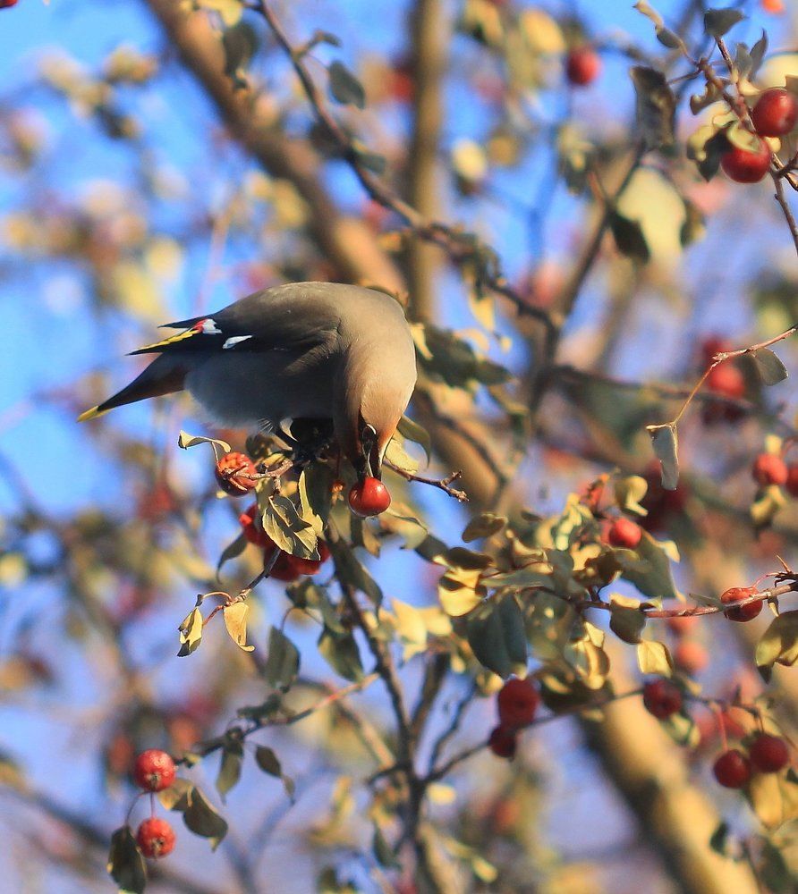 Свиристель