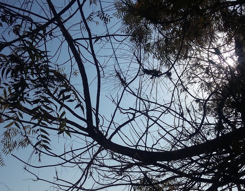 Tree branches without leaves