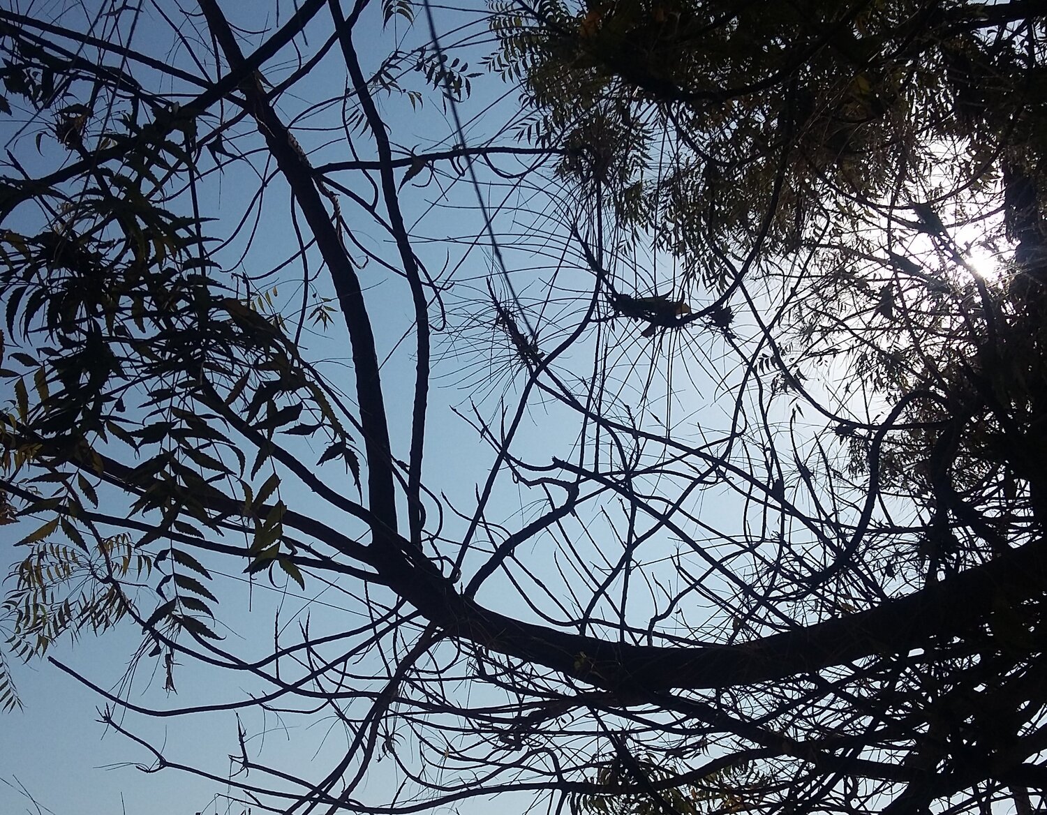 Tree branches without leaves