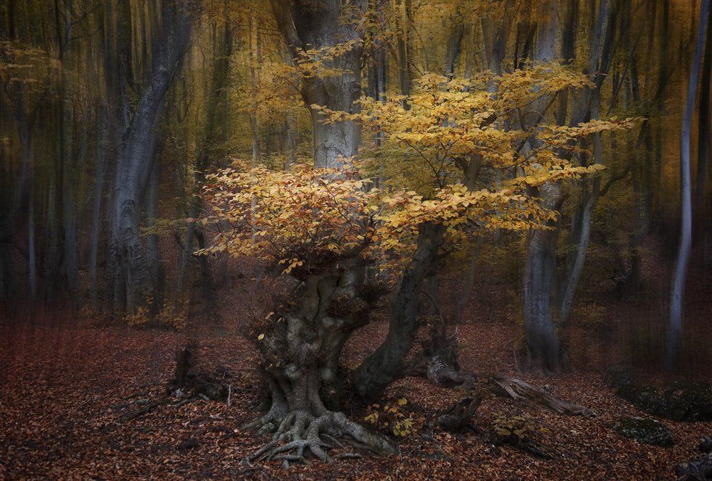 Золотое настроение