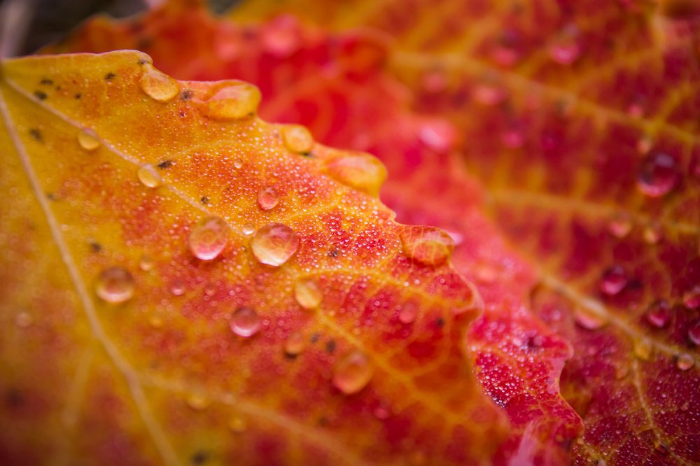 Листочки осины после дождя / Aspin after rain