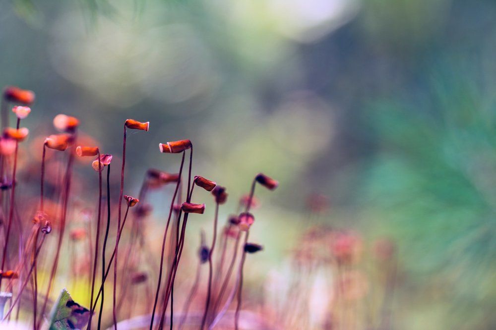 Лес юрского периода