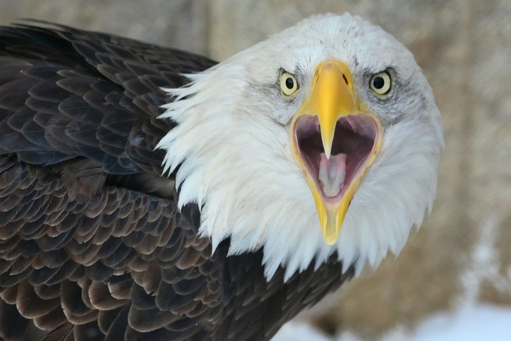 Белоголовый орлан