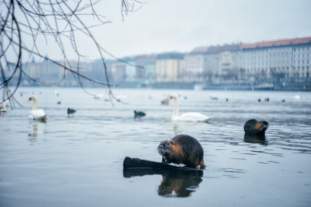 Mouse King or fairy tail on Vltava  river