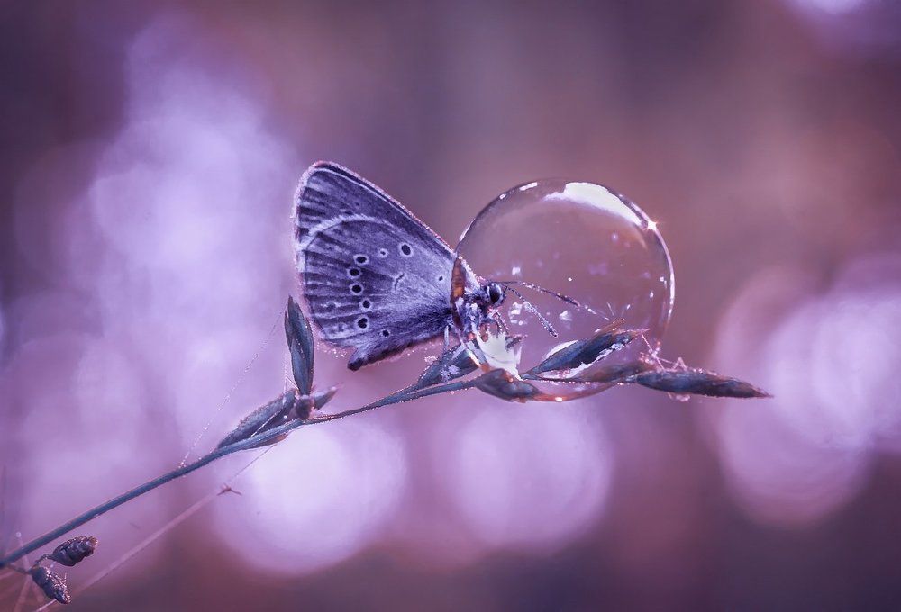 Хрустальное утро