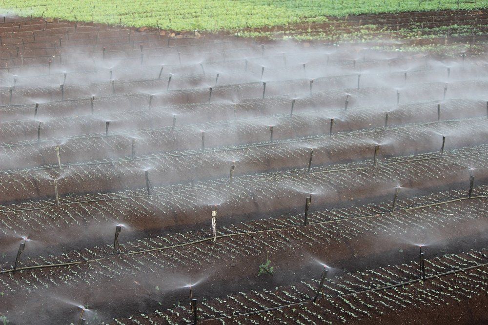 Sprinkler.
