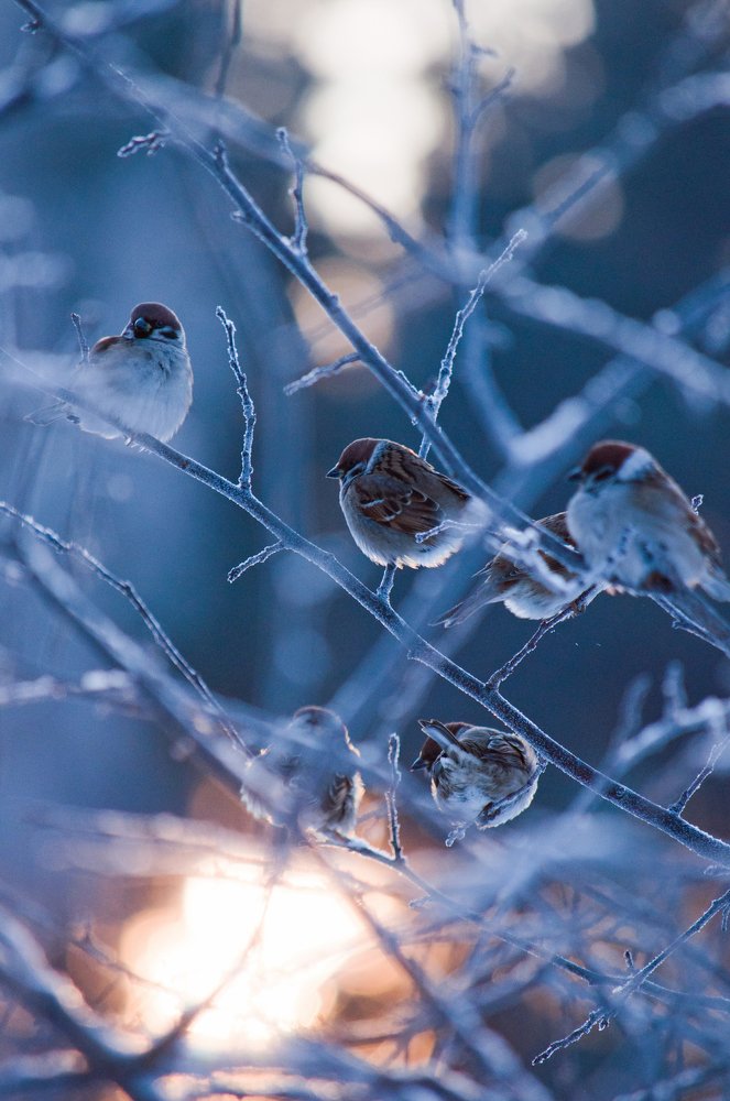 Утро морозное