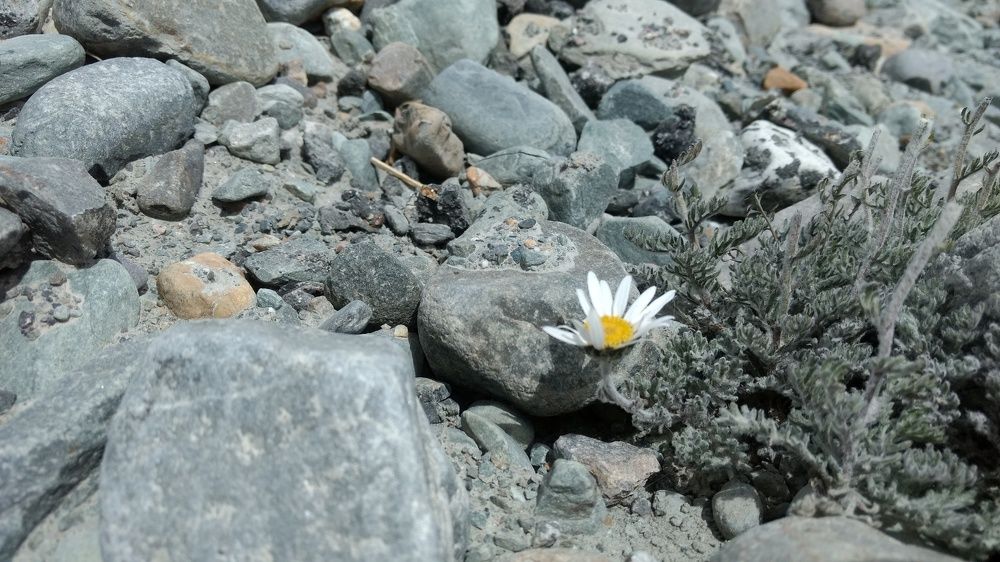 A flower grown in between the stones natural