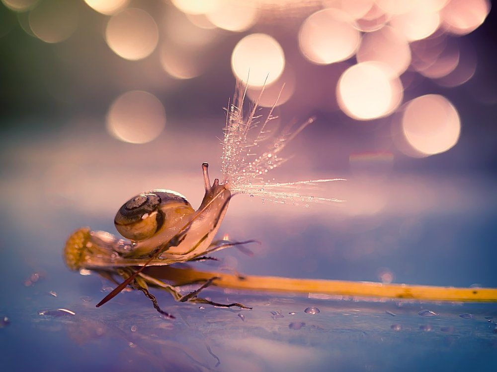 Улитка и одуванчик