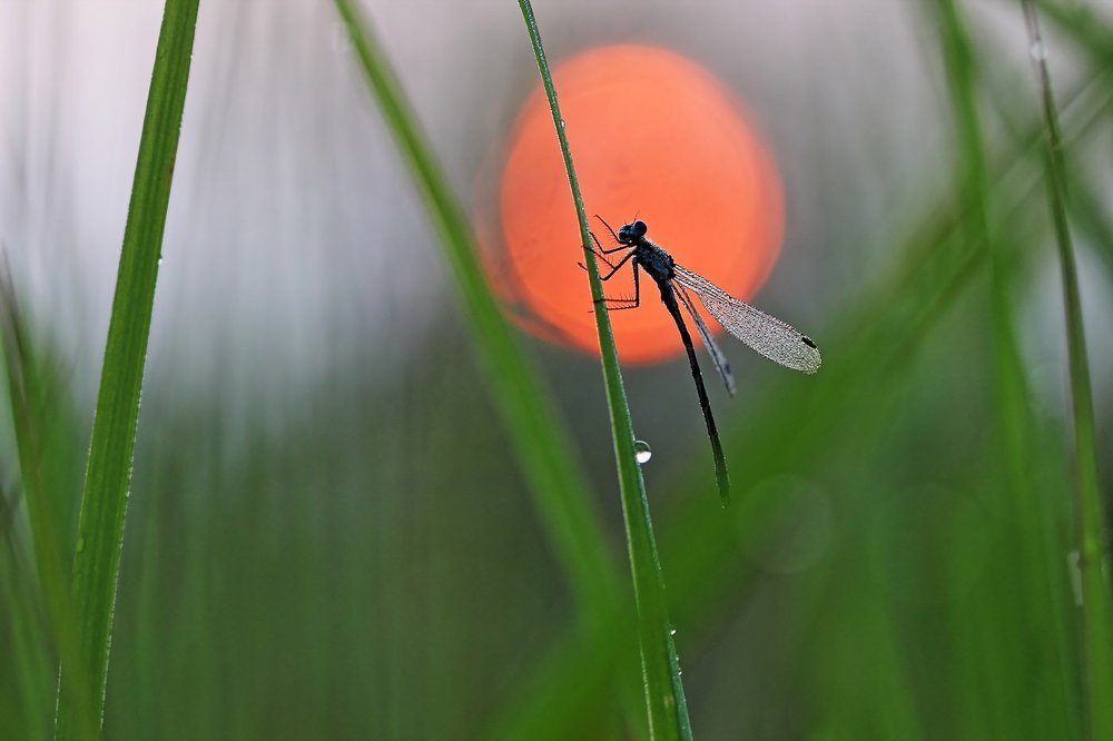 Утро в траве
