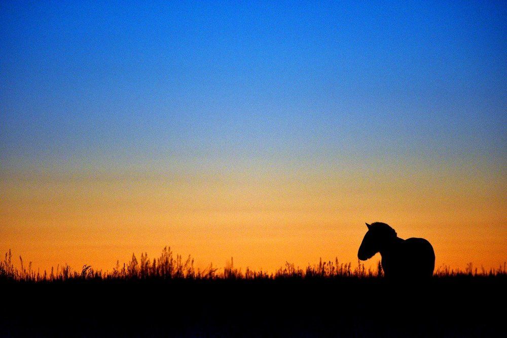 Последний единорог