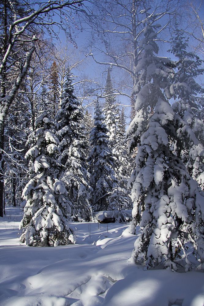 Сибирские красавицы