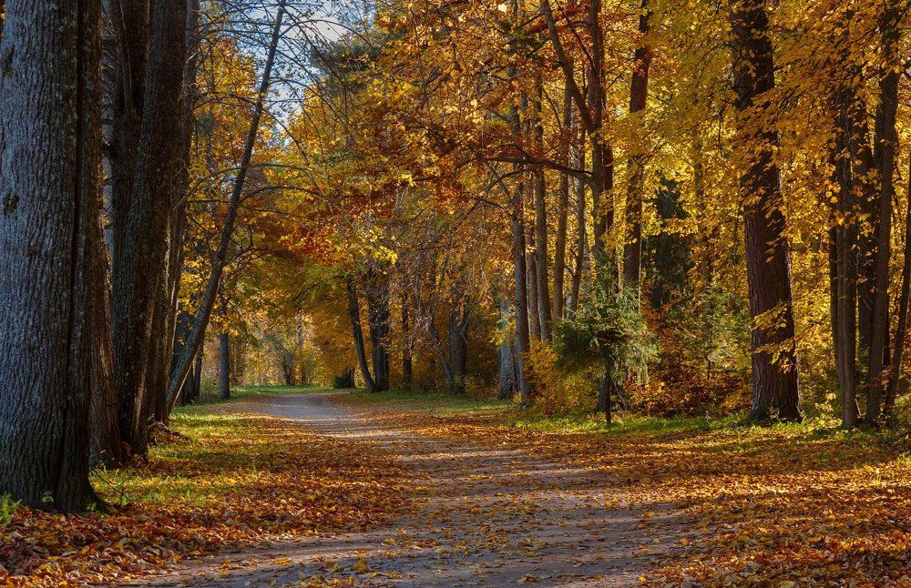 липовая аллея