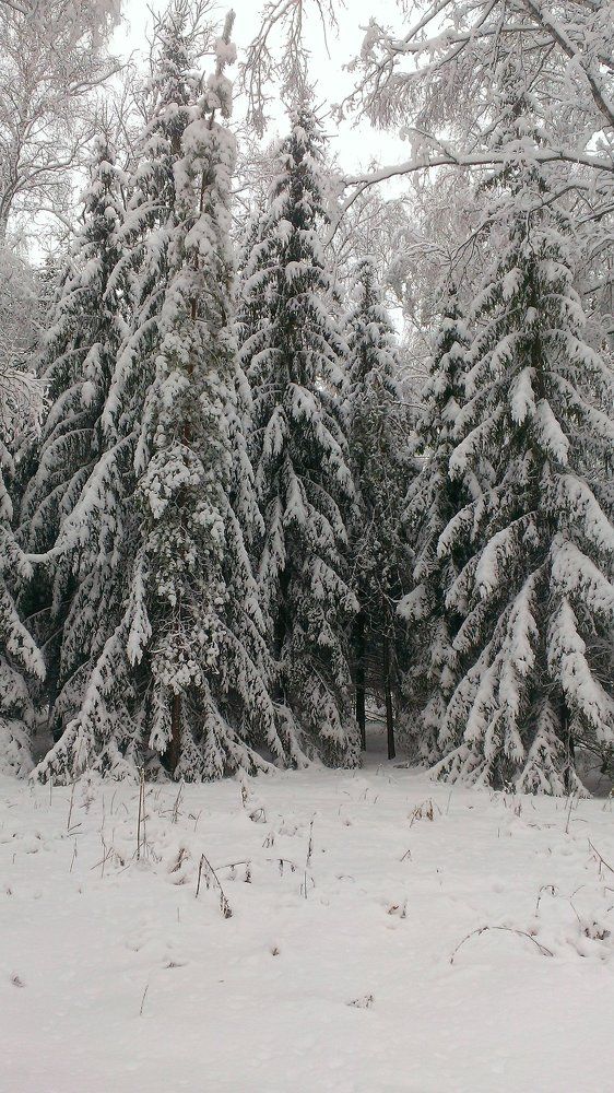 Морозным днем