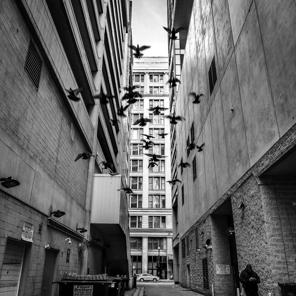 В джунглях города