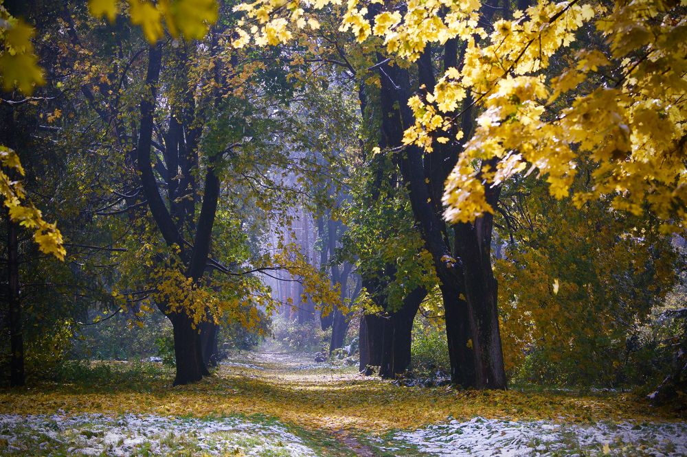 Первый снег