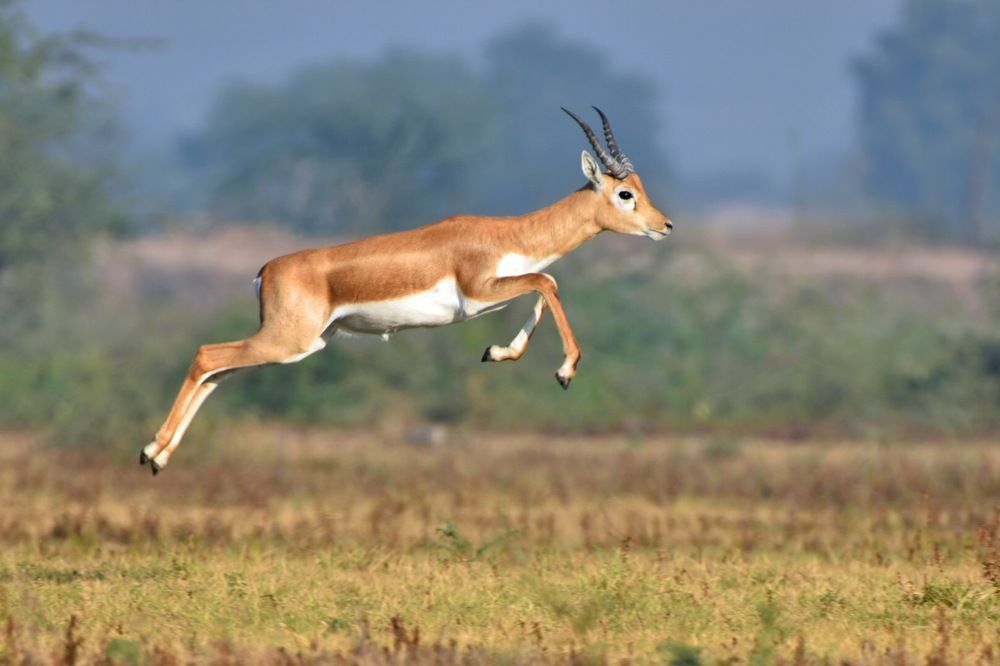 Blackbuck
