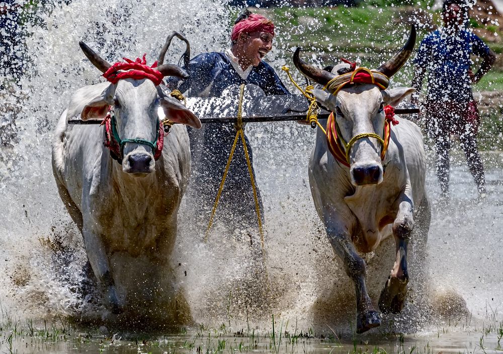 Bullock Race