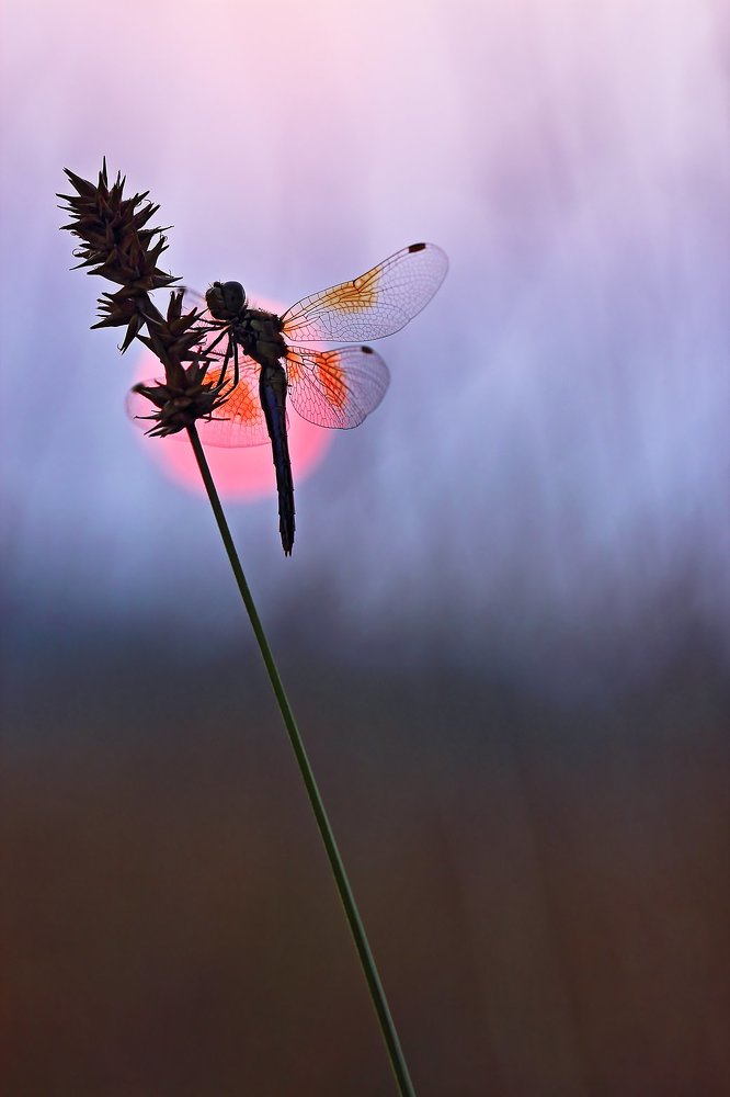 Холодное солнце жаркого лета