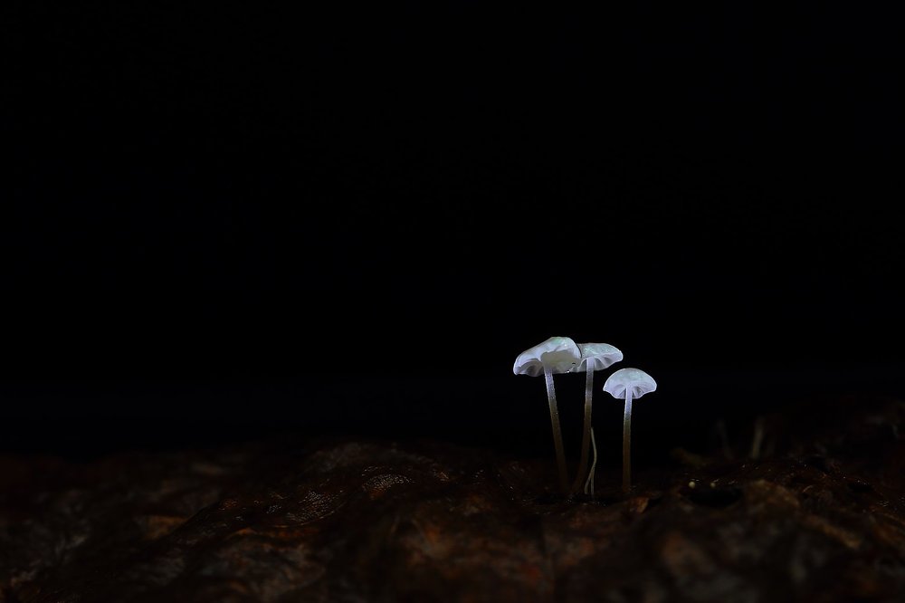 Три подружки