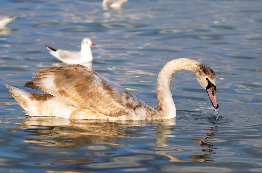 молодой лебедь