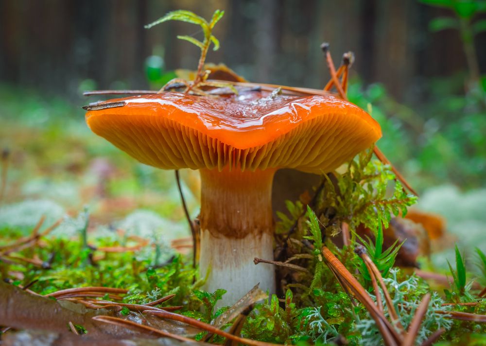 Прорыв / Breakthrough