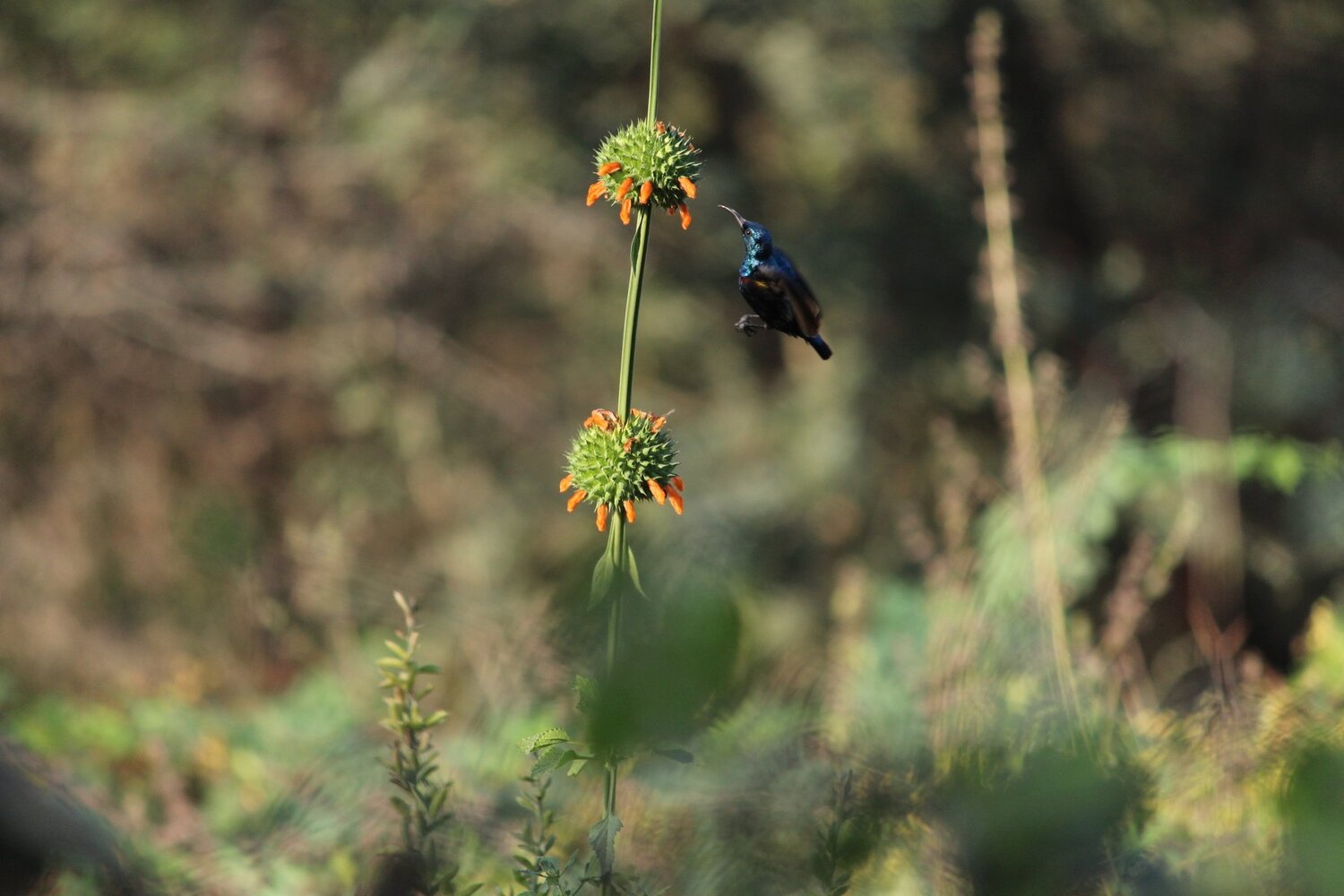 Sunbird