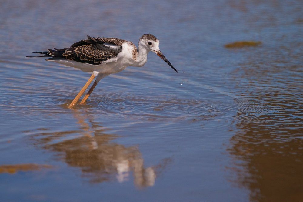 Ходулочники