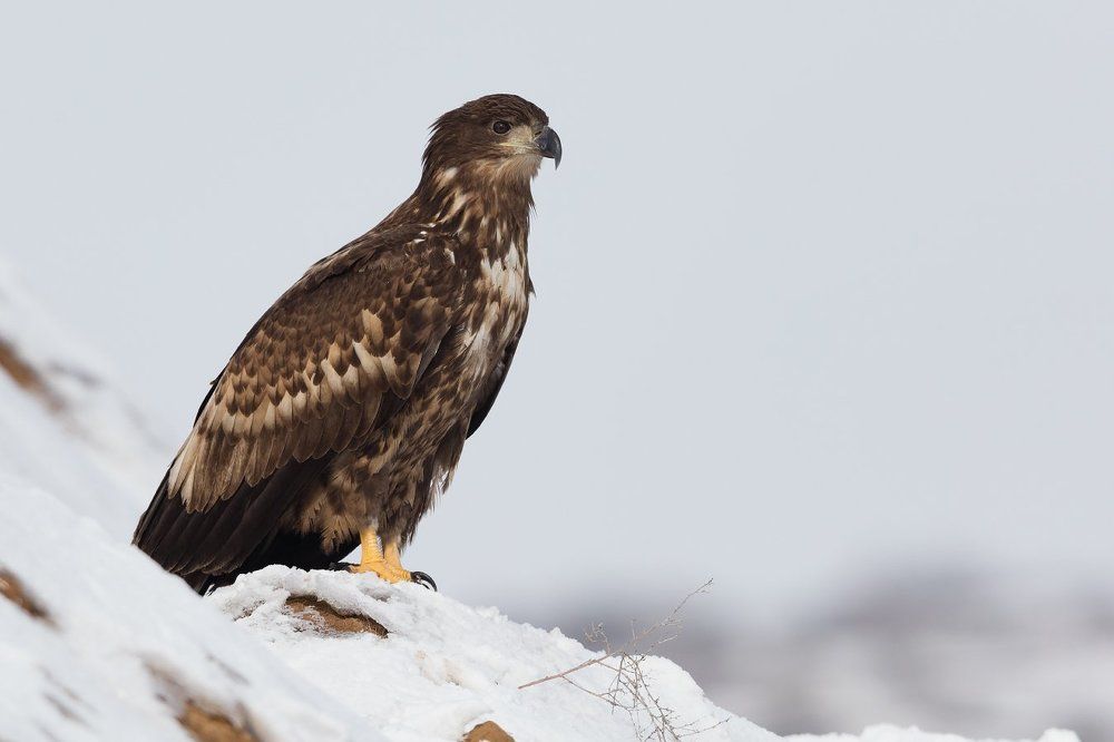 Орлан-белохвост