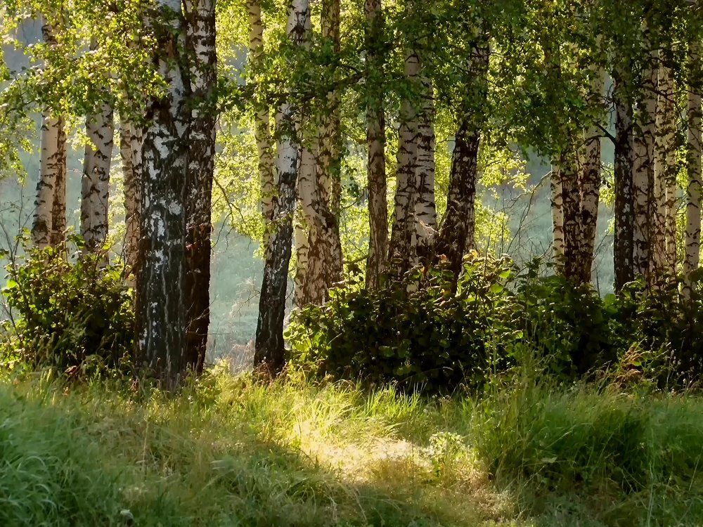 Солнечная тропинка