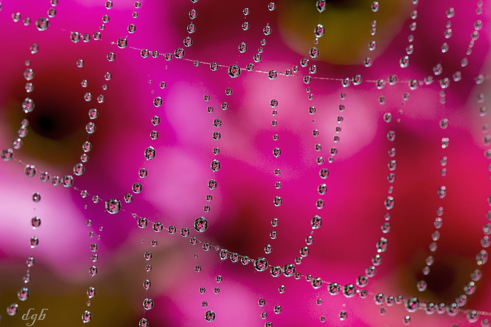 reflection in droplets