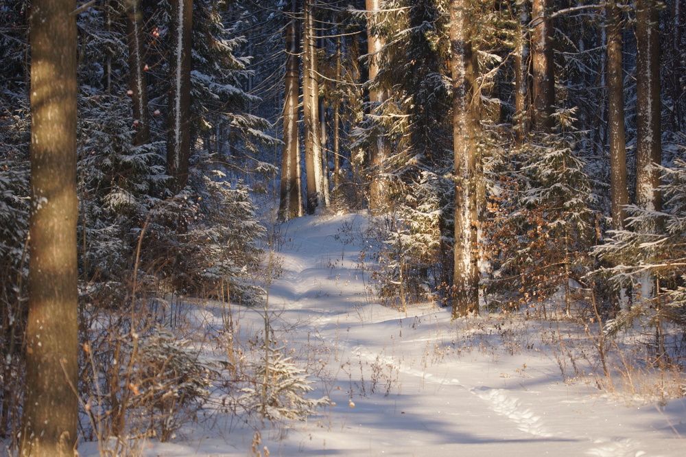 декабрь в лесу