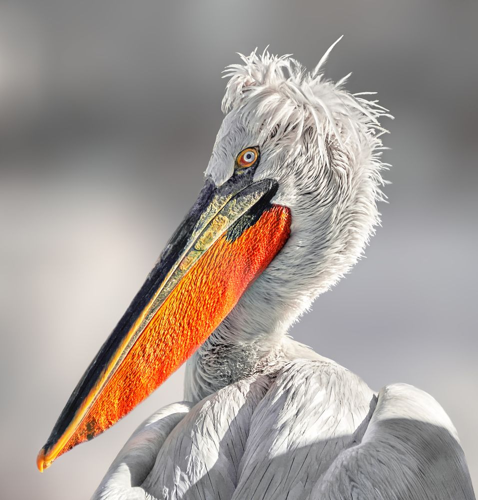 Кудрявый пеликан.