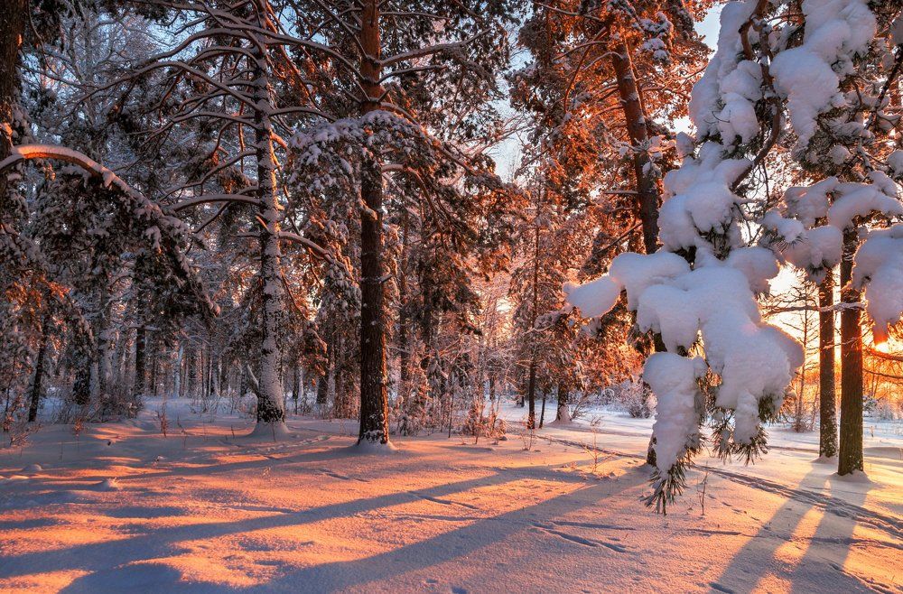 Краски зимнего леса.