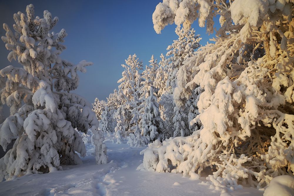 Декабрьский лес