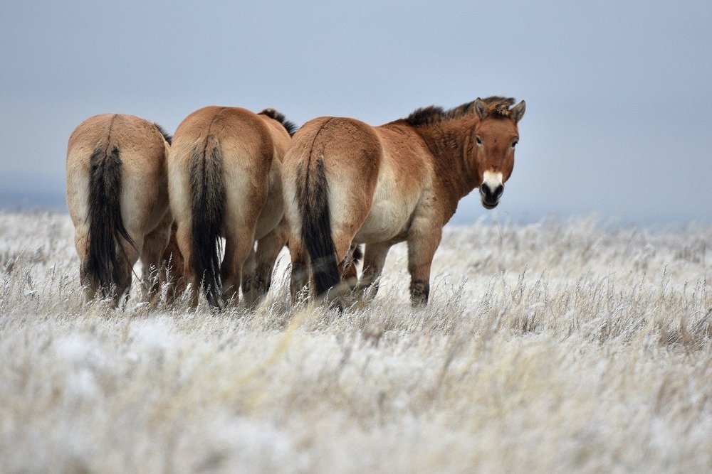 Сомкнуть ряды!