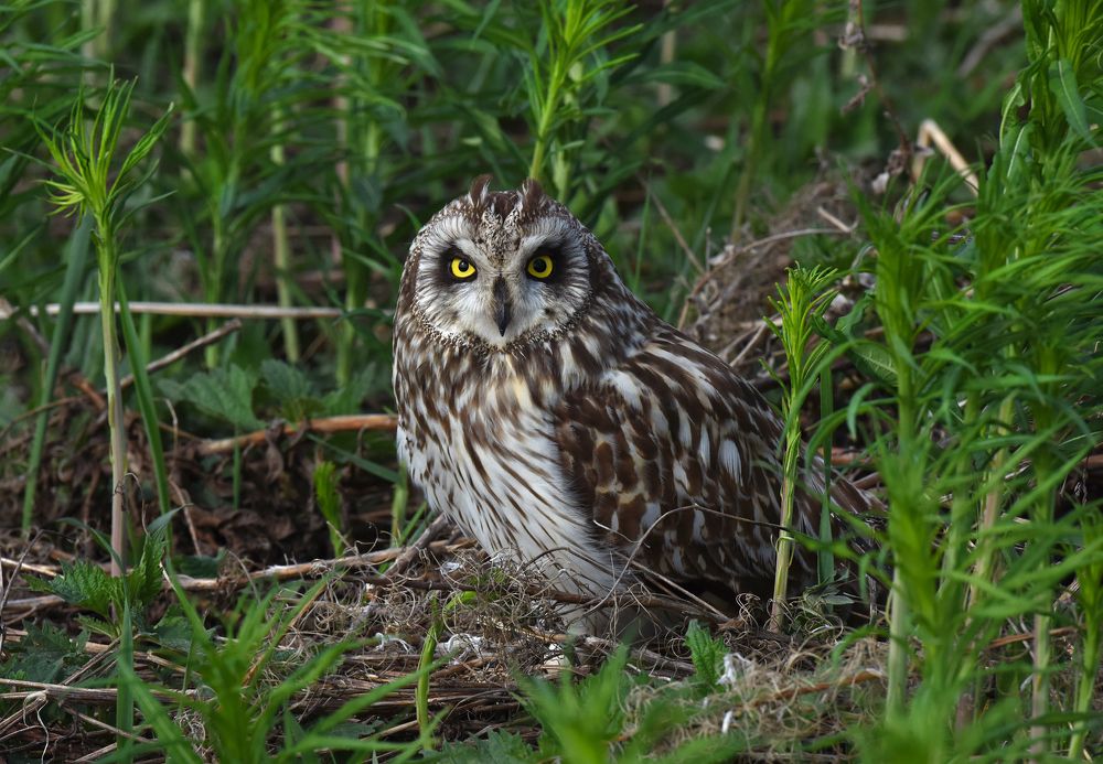 Взгляд болотной совы..)